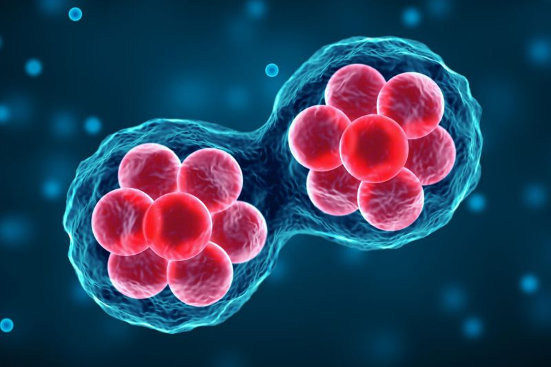 mesenchymal-stem-cells-what-is